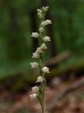 Goodyera tesselata (Checkered Rattlesnake-Plantain)