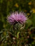 Cirsium discolor (Field Thistle)