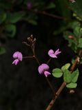 Desmodium marilandicum (Smooth Small-Leaved Tick-Trefoil)