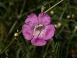 Agalinis purpurea (Large-Flowered Purple False Foxglove)