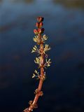 Myriophyllum species (Water-Milfoil)