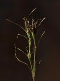 Najas species (Naiad)