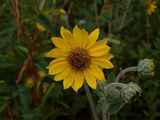 Helianthus mollis (Downy Sunflower)