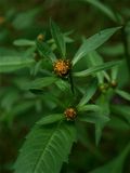 Bidens connata (Swamp Beggar-Ticks)