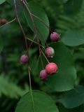 Amelanchier species (Shadbush)