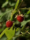Rubus idaeus (Red Raspberry)