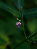 Desmodium paniculatum (Panicled Tick-Trefoil)
