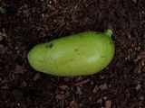 Asimina triloba (Pawpaw)