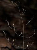 Milium effusum (Wood Millet)
