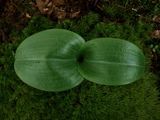 Platanthera orbiculata (Round-Leaved Orchid)