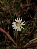 Solidago ptarmicoides (White Flat-Topped Goldenrod)
