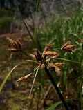 Bolboschoenus fluviatilis (River Bulrush)