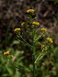 Rorippa palustris (Marsh Yellow Cress)