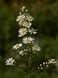 Symphyotrichum racemosum (Small White Aster)