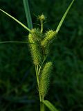Carex frankii (Franks Sedge)