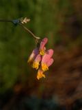 Capnoides sempervirens (Rock Harlequin)