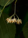 Tilia americana (American Basswood)