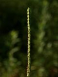 Paspalum laeve (Field Bead Grass)