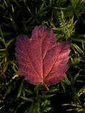 Viburnum acerifolium (Maple-Leaved Viburnum)