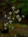 Micranthes micranthidifolia (Lettuce-Leaved Saxifrage)