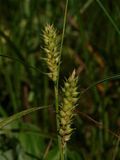 Carex trichocarpa (Hairy-Fruited Sedge)