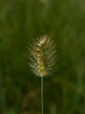 Setaria parviflora (Knotroot Foxtail)