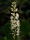 Clethra alnifolia (Costal Sweet Pepperbush)