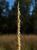 Ammophila breviligulata (Beach Grass)
