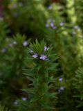 Verbena bracteata (Bracted Vervain)