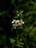 Galium obtusum (Blunt-Leaved Bedstraw)