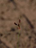 Bulbostylis capillaris (Tufted Hair Sedge)