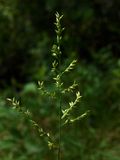 Coleataenia anceps (Beaked Panic Grass)