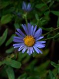 Symphyotrichum oblongifolium (Aromatic Aster)