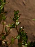 Veronica peregrina (Purslane Speedwell)