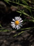 Boltonia asteroides (False Aster)