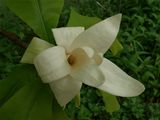 Magnolia tripetala (Umbrella Magnolia)