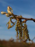 Quercus palustris (Pin Oak)