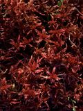 Sphagnum rubellum (Red Peat Moss)