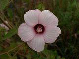 Hibiscus laevis (Halberd-Leaved Rose-Mallow)