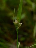 Carex leptonervia (Nerveless Woodland Sedge)