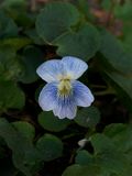 Viola sororia (Common Blue Violet) - Pale Flower