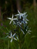 Amsonia tabernaemontana (Eastern Bluestar)