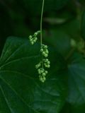Menispermum canadense (Canada Moonseed)