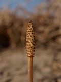 Equisetum arvense (Field Horsetail) - Strobilus
