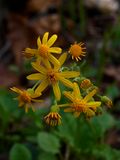 Packera obovata (Round-Leaved Ragwort)