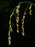Glyceria canadensis (Rattlesnake Manna Grass)