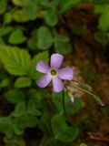 Oxalis violacea (Violet Wood-Sorrel)