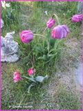Regarde ce que les tulipes ont lair ce matin ? Elles taient si belles hier.