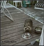 Ctait la nourriture pour mes chats...Que fais-tu sur le patio ?
