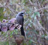 Grey Treepie